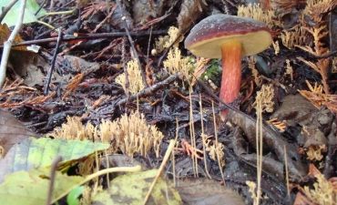Forest floor with mushroom
